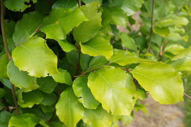 Bild Säulen-Goldbuche  - Fagus syl. 'Dawyck Gold'
