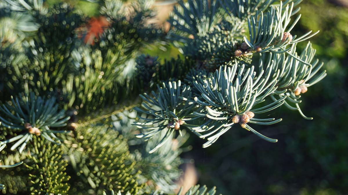 Bild Felsengebirgs-Tanne ´Argentea´, Felsen-Tanne  - Abies lasiocarpa 'Argentea'