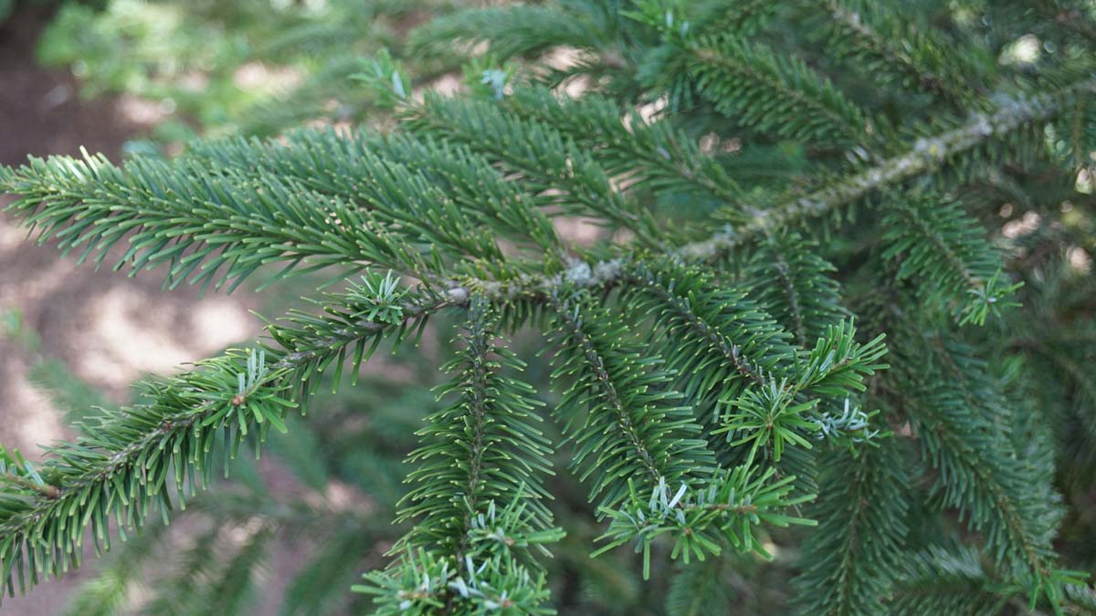 Veitchs Tanne, Japan-Tanne