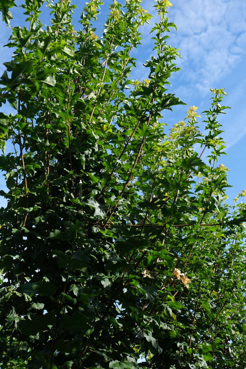 Säulen-Feldahorn 'Fastigiatum', Maszholder