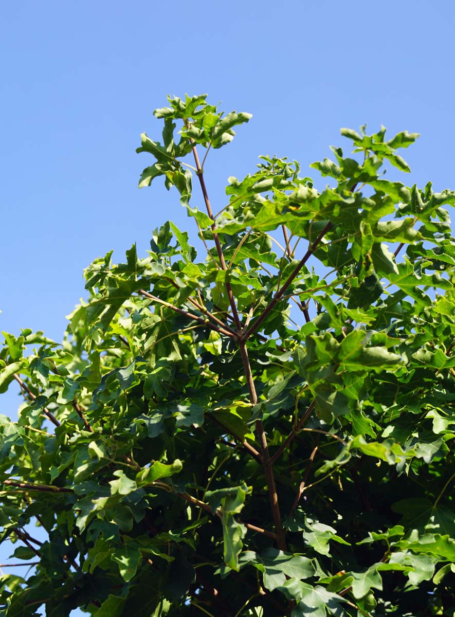 Kugel-Feldahorn 'Nanum', Kleiner Feldahorn, Maszholder