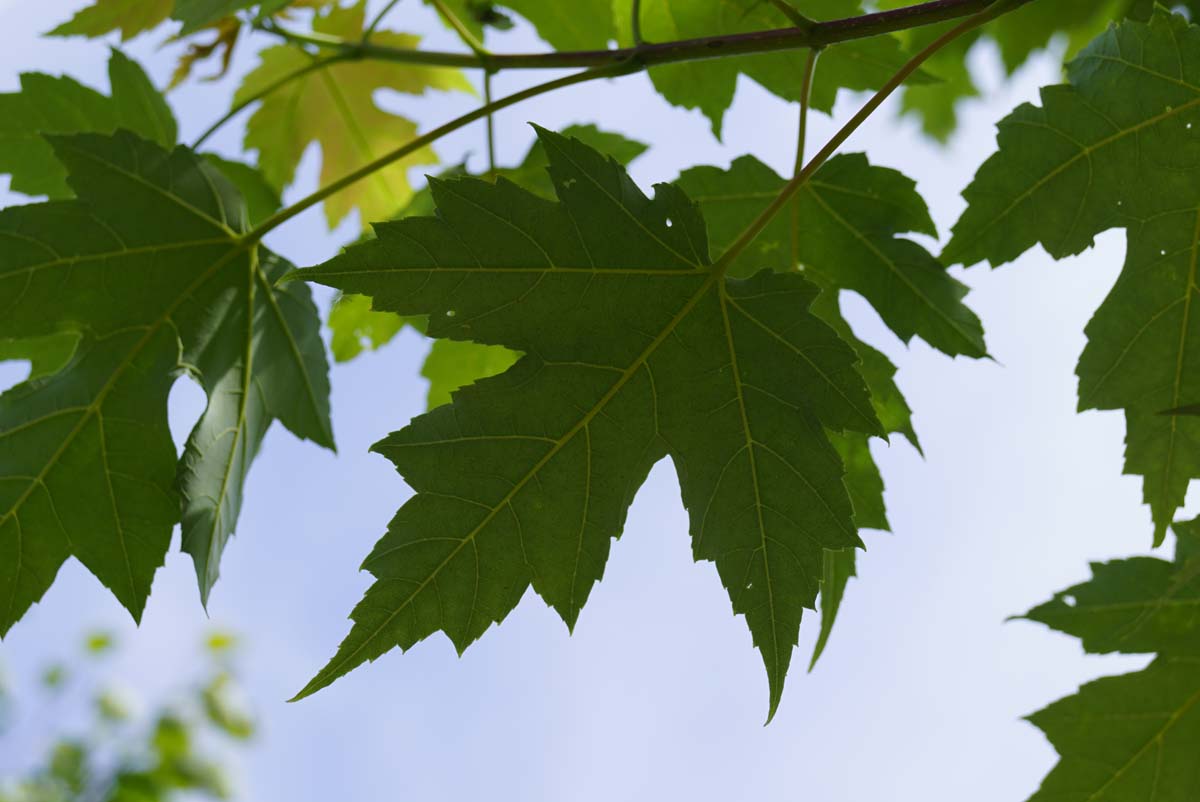 Bild Freemanii-Ahorn (CELEBRATION)  - Acer freemanii 'Celzam'
