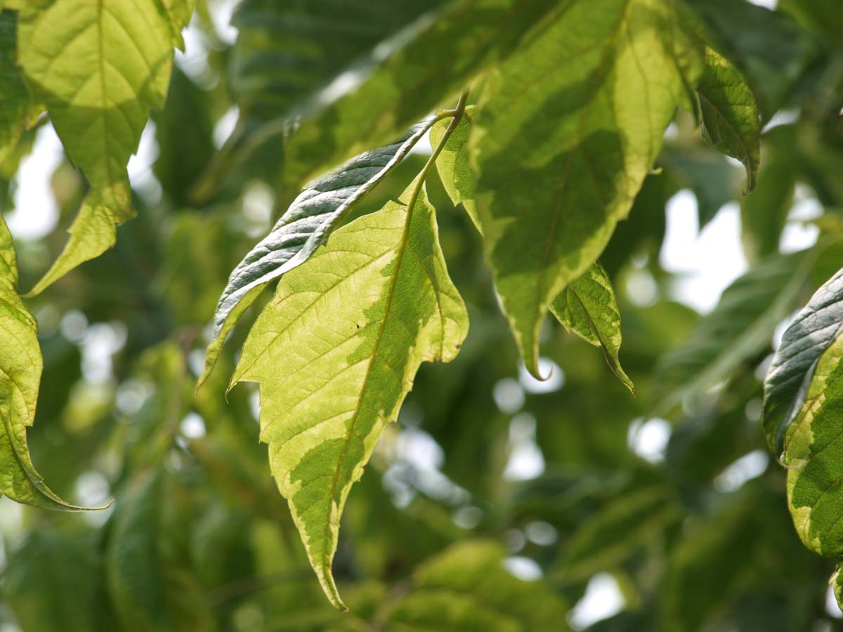 Eschen-Ahorn 'Aureomarginatum', Eschenblättriger Ahorn