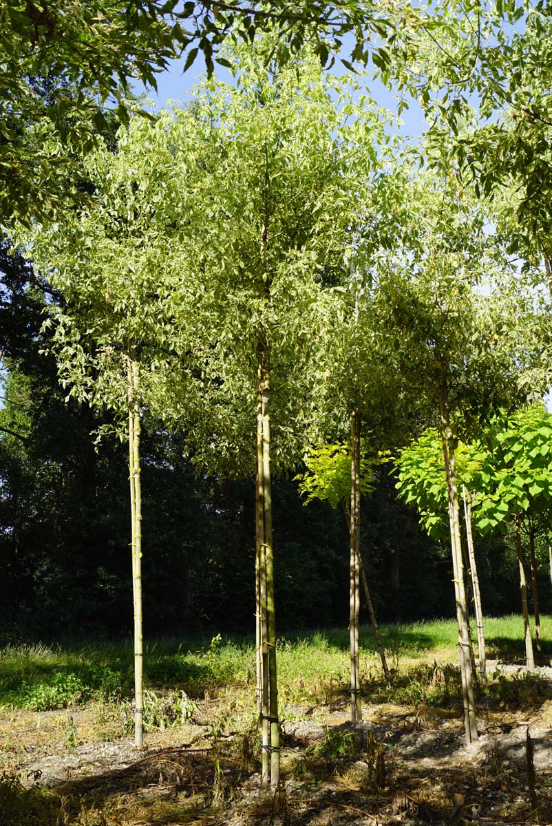Silberbuntiger Eschen-Ahorn 'Variegatum', Eschenblättriger Ahorn