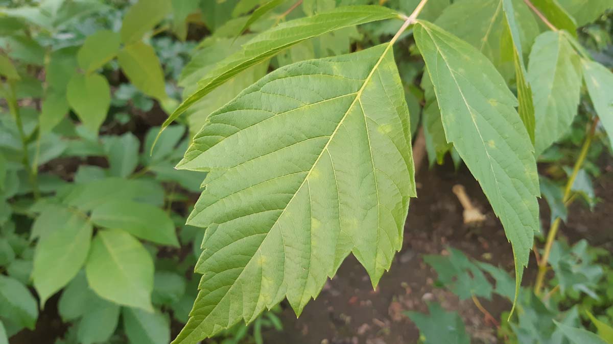 Bild Eschen-Ahorn, Eschenblättriger Ahorn  - Acer negundo