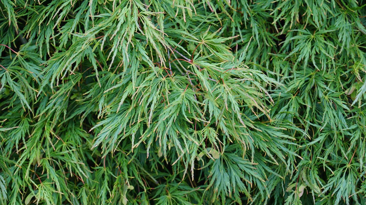 Bild Grüner Schlitz-Ahorn ´Dissectum´  - Acer palmatum 'Dissectum'