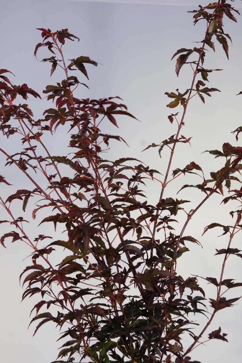Bild Acer palmatum ´Twombly´s Red Sentinel´ 40-60 cm  - Acer palmatum 'Twombly's Red Sentinel'