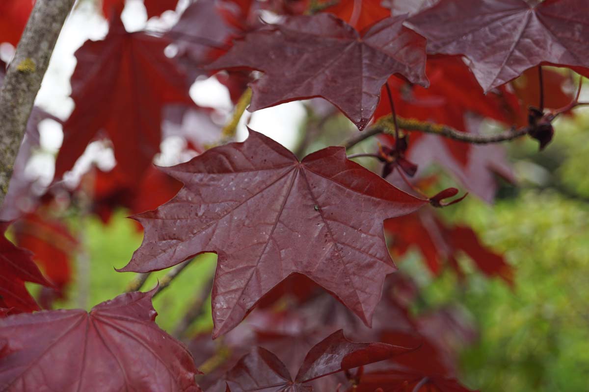 Rotblättrige Spitz-Ahorn 'Royal Red', Spitzblättriger Ahorn