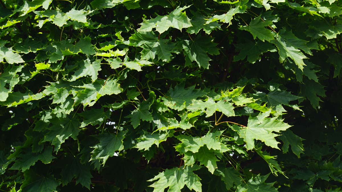 Spitz-Ahorn 'Globosum', Spitzblättriger Ahorn, Kugel-Ahorn