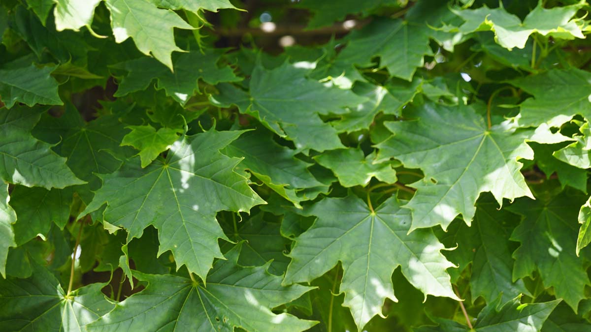 Spitz-Ahorn 'Globosum'; Spitzblättriger Ahorn; Kugel-Ahorn