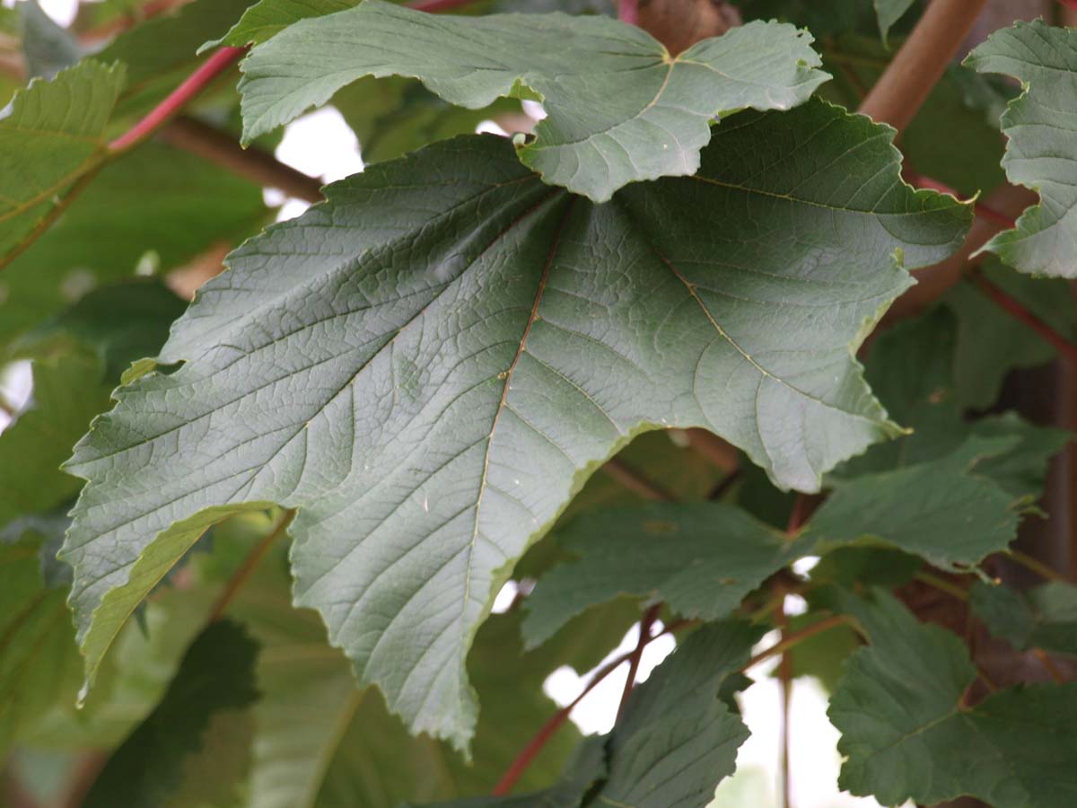 Berg-Ahorn 'Negenia', Falsche Platane