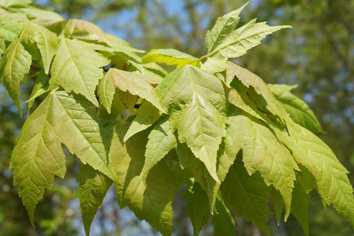 Bild Rot-Ahorn  - Acer rubrum