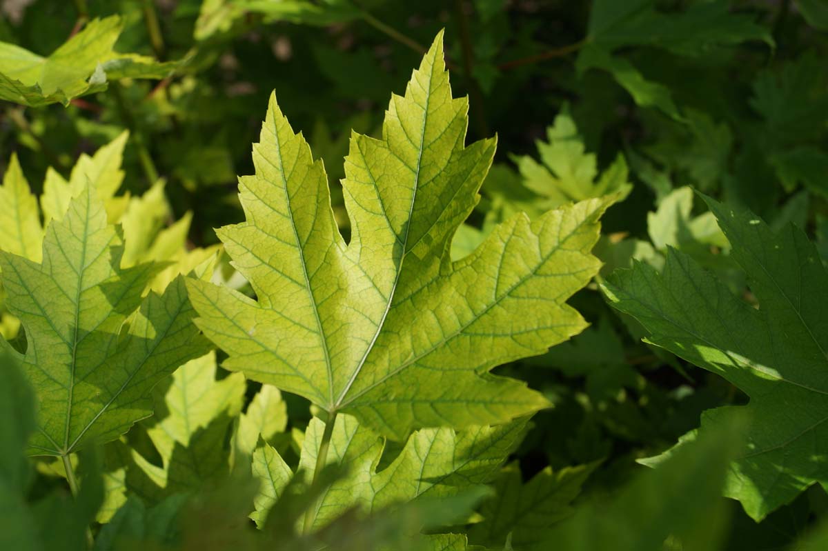 Bild Silber-Ahorn  - Acer saccharinum