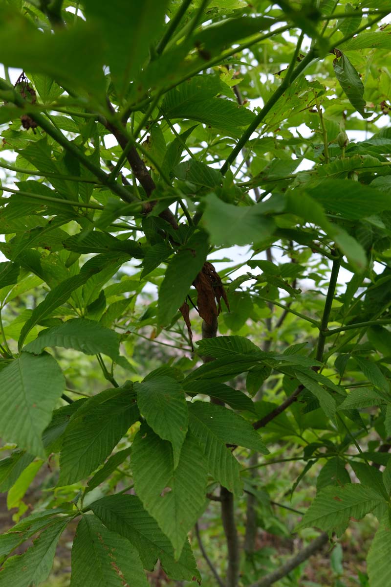 Bild Aesculus glabra ´Sophia´ 175-200 cm  - Aesculus glabra 'Sophia'