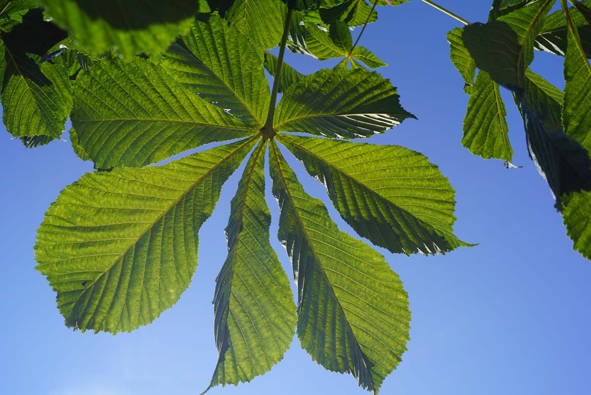 Bild Rosskastanie ´Lichtenvoorde´, Gewöhnliche Rosskastanie, Gemeine Rosskastanie  - Aesculus hippocastanum 'Lichtenvoorde'