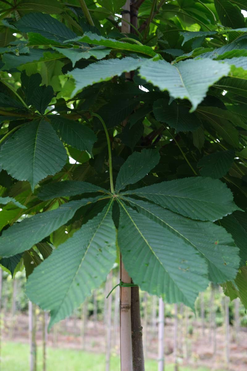 Bild Japanische Rosskastanie  - Aesculus turbinata