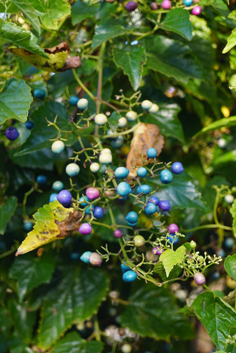 Bild Jungfernrebe, Rebling, Wildrebe, Zaunrebe  - Ampelopsis delavayana