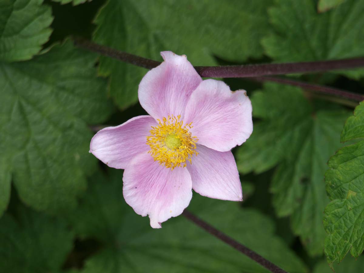 Garten-Herbst-Anemone ´K