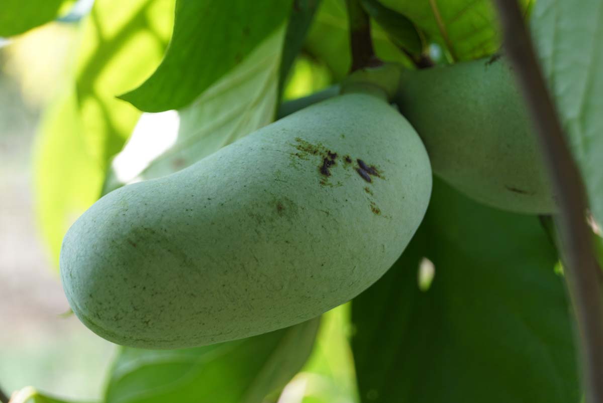 Bild Dreilappige Papau, Indianerbanane, Pawpaw  - Asimina triloba