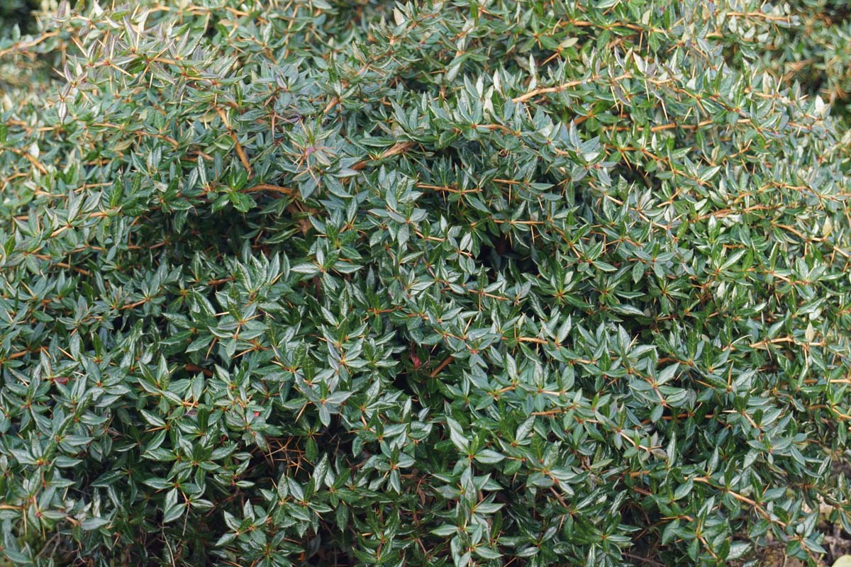 Bild Frikarts Berberitze ´Telstar´, Immergrüne Silber-Berberitze  - Berberis frikartii 'Telstar'
