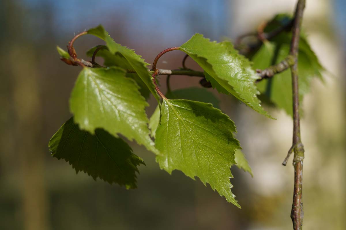 Bild Hänge-Birke ´Zwitsers Glorie´, Gemeine Birke, Sand-Birke, Warzen-Birke, Weiss-Birke  - Betula pendula 'Zwitsers Glorie'