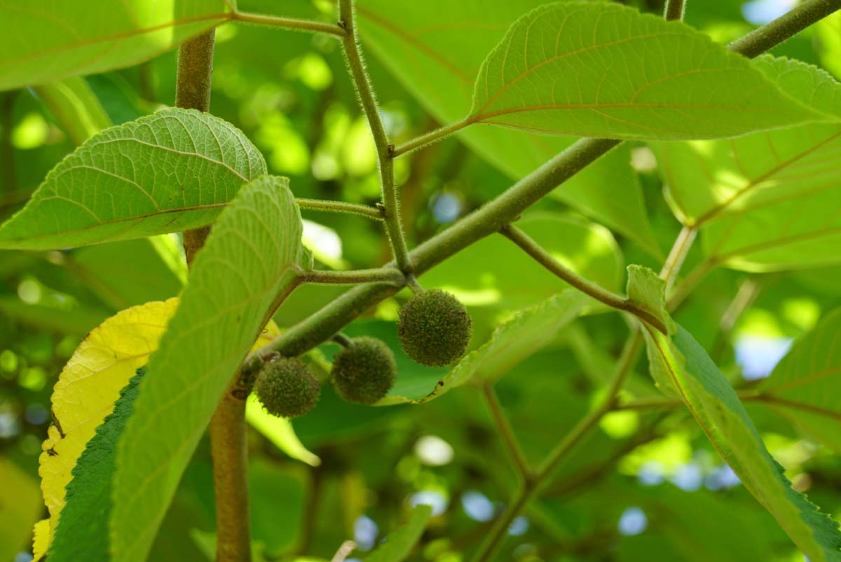 Papiermaulbeerbaum, Papiermaulbeere, Japanischer Papierbaum