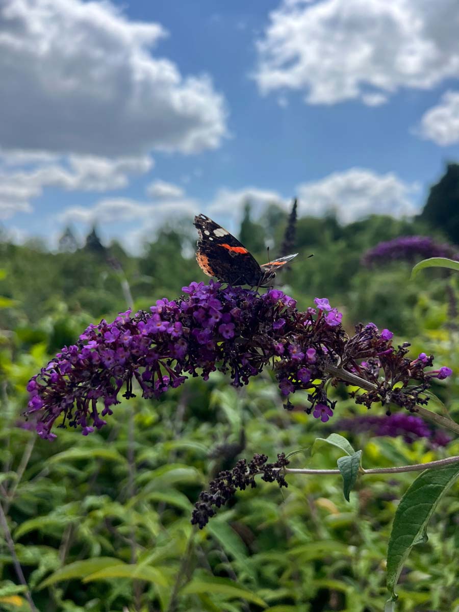 Sommerflieder ´Black Knight´; Schmetterlingsflieder