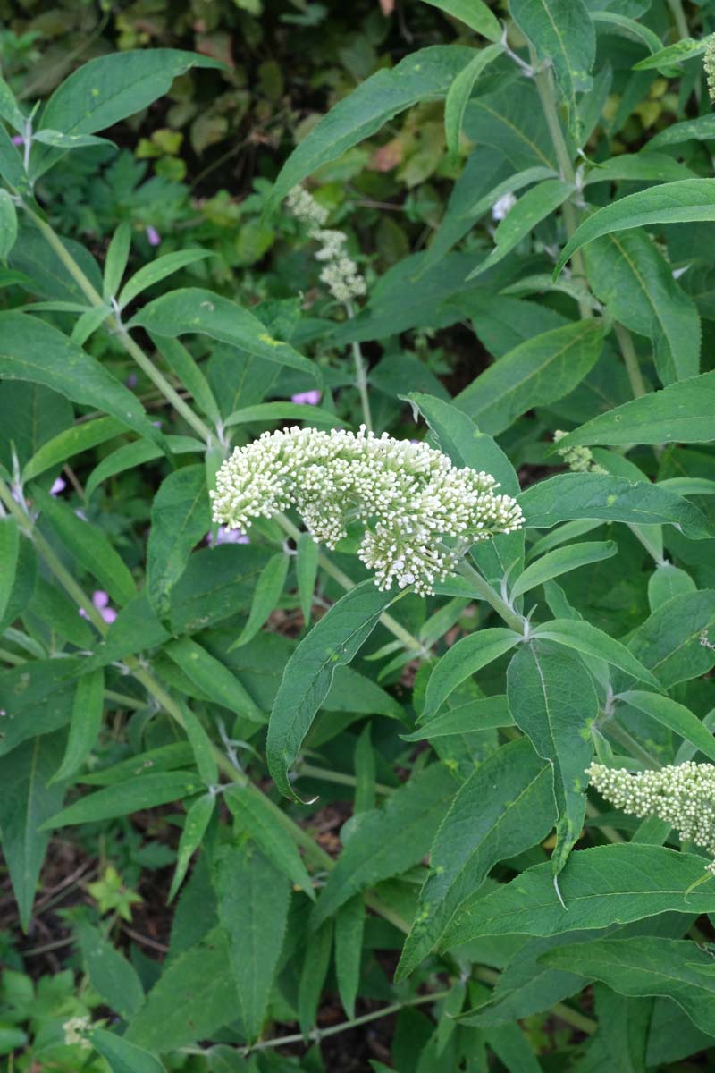 Sommerflieder 'White Profusion'; Schmetterlingsflieder