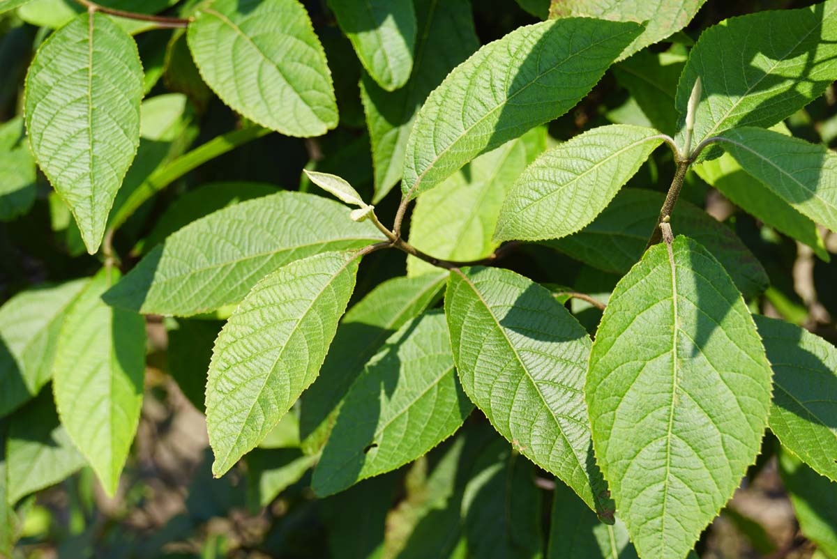 Liebesperlenstrauch ´Profusion´