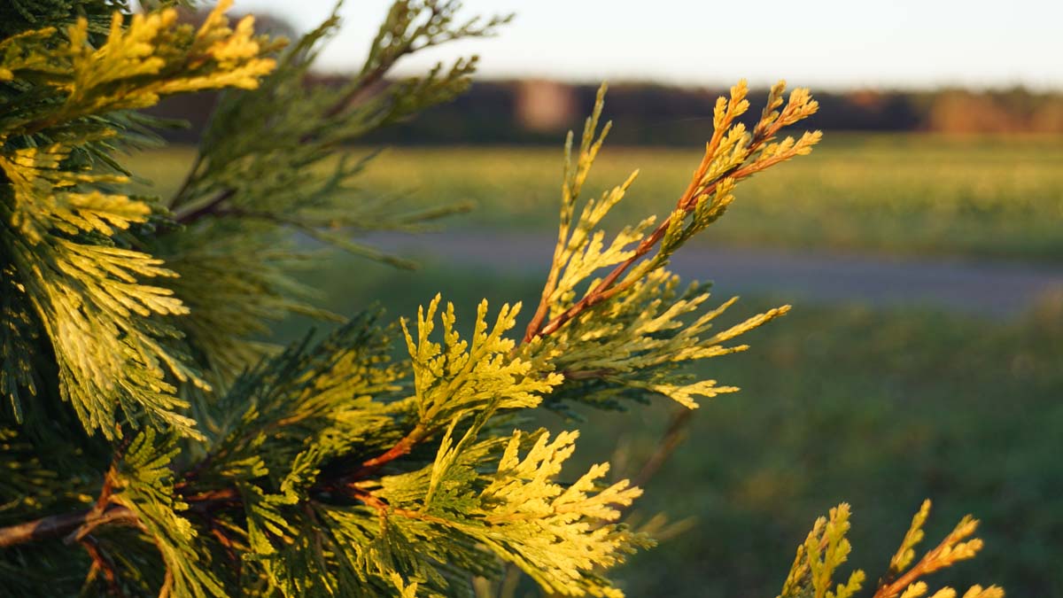 Kalifornische Fluss-Zeder ´Maupin Glow´; Weibrauch-Zeder; Kalifornische Weihrauchzeder