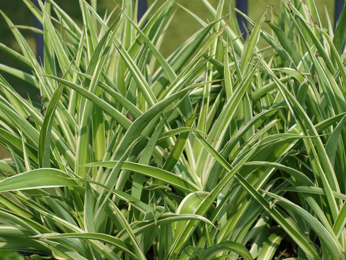 Japan-Segge ´Variegata´; Japanische Segge