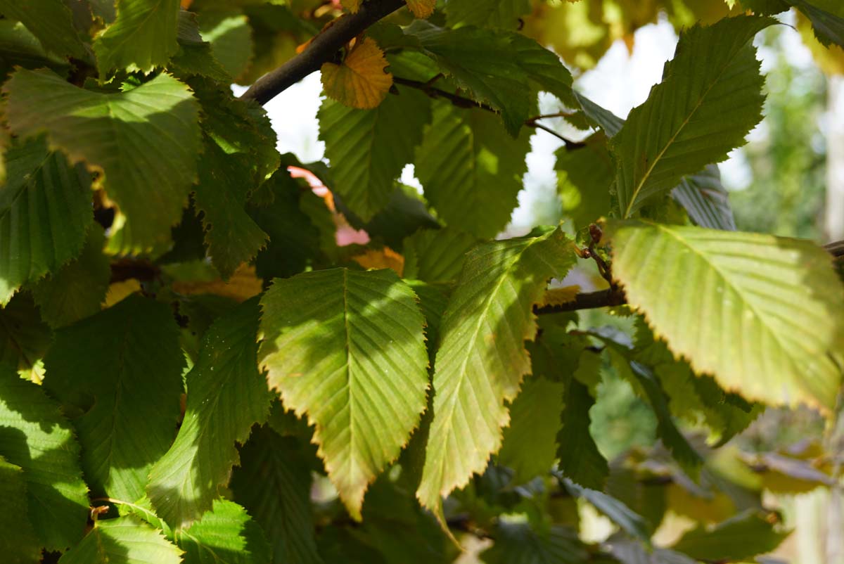 Gemeine Hainbuche (ROCKHAMPTON RED), Weissbuche, Hagebuche, Hornbaum