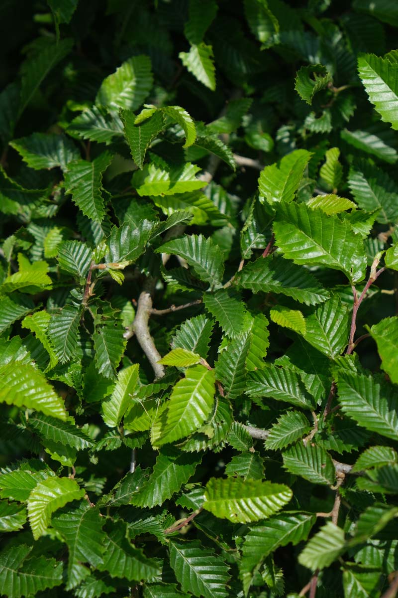 Bild Oosterse haagbeuk  - Carpinus orientalis