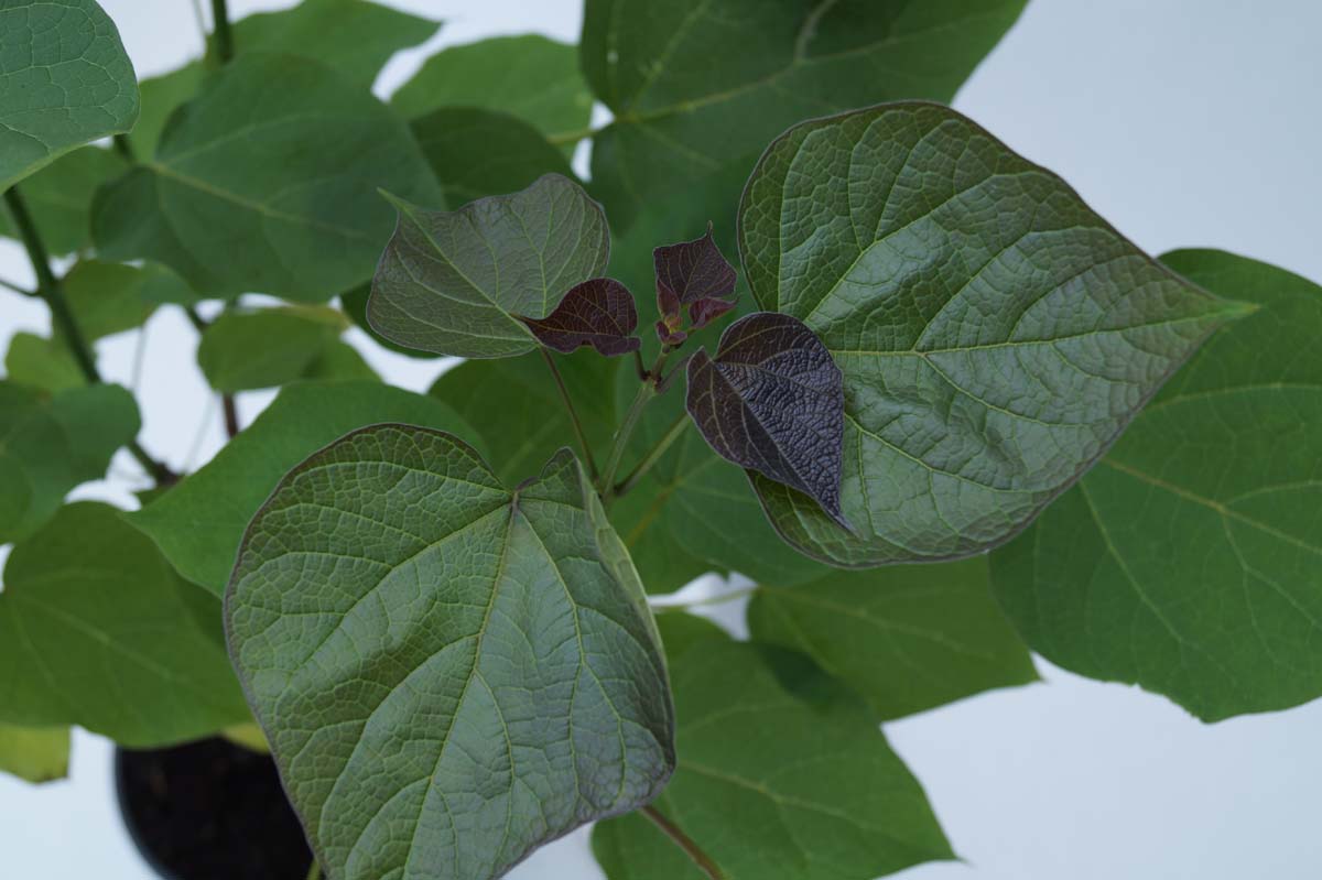 Trompetenbaum 'Purpurea'