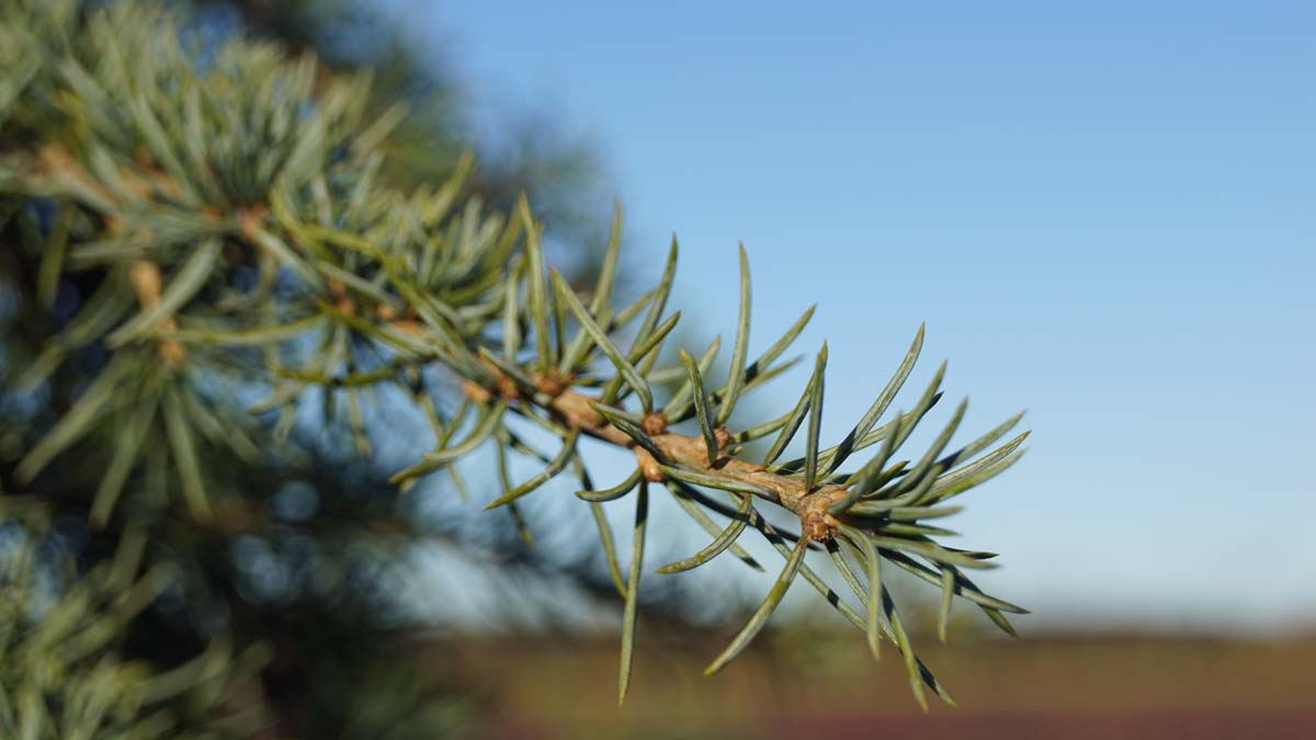 Bild Himalaja-Zeder ´Miles High´  - Cedrus deodara 'Miles High'
