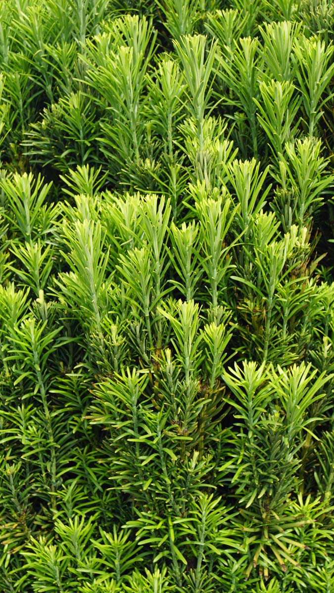 Bild Kopfeiben ´Fastigiata´, Pflaumeneiben  - Cephalotaxus harringtonii 'Fastigiata'