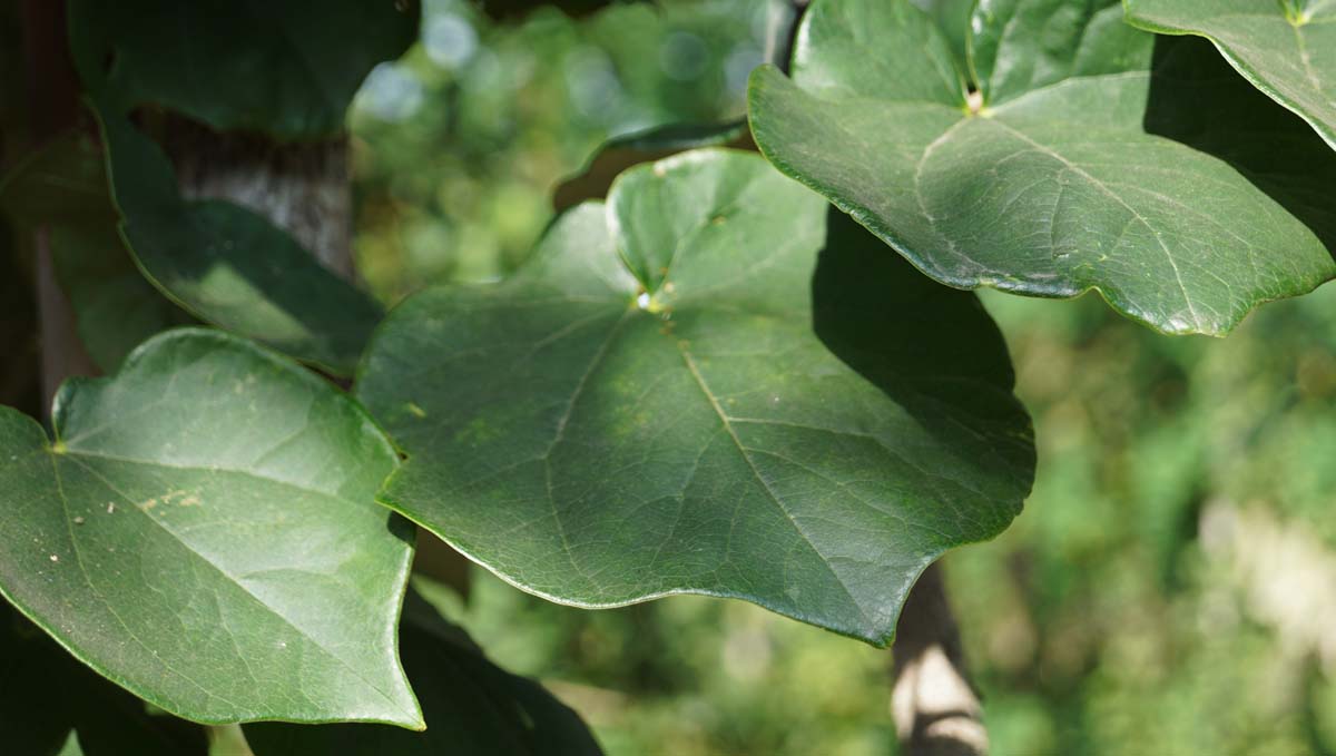 Chinesischer Judasbaum 'Avondale'