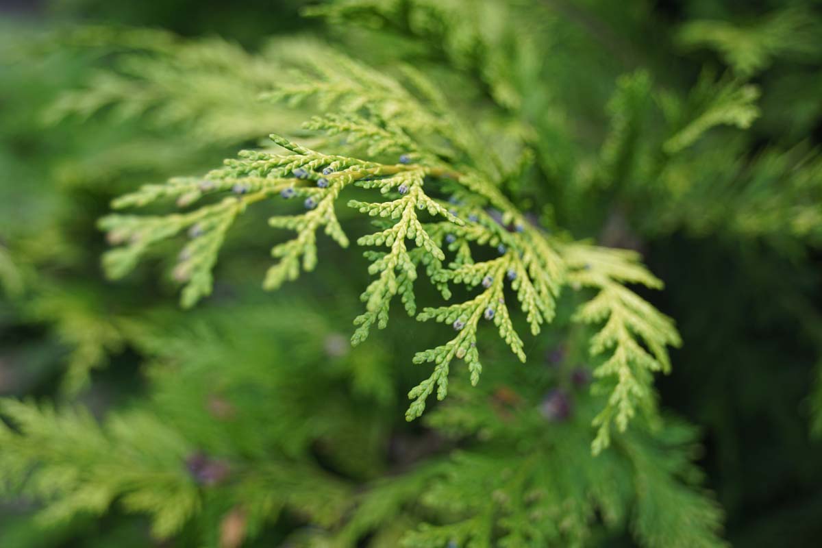 Bild Lawsons Scheinzypresse ´Ivonne´, Oregonzeder, Garten-Zypresse  - Chamaecyparis lawsoniana 'Ivonne'