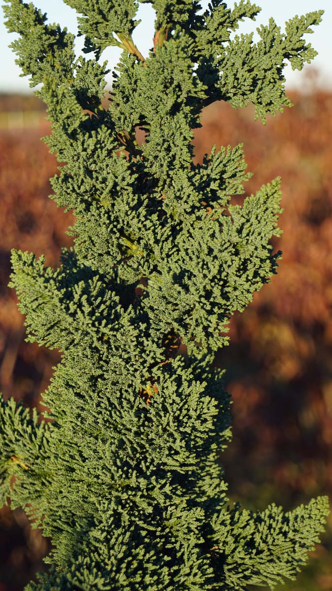 Lawsons Scheinzypresse 'Wissel's Saguaro', Oregonzeder, Garten-Zypresse