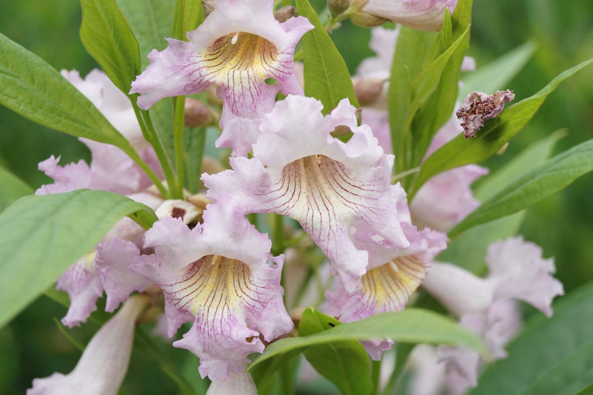 Bild Baum Oleander (SUMMER BELLS)  - Chitalpa tashkentensis 'Minsum'