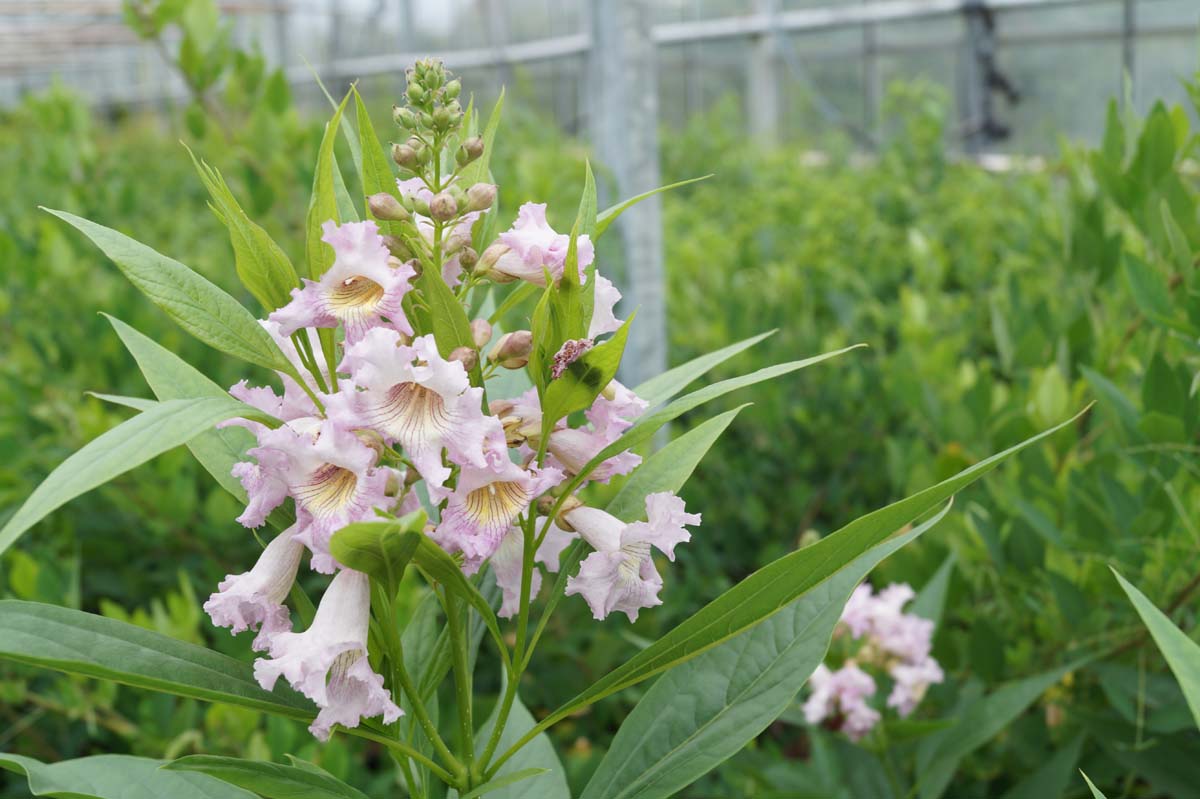 Baum Oleander (SUMMER BELLS)