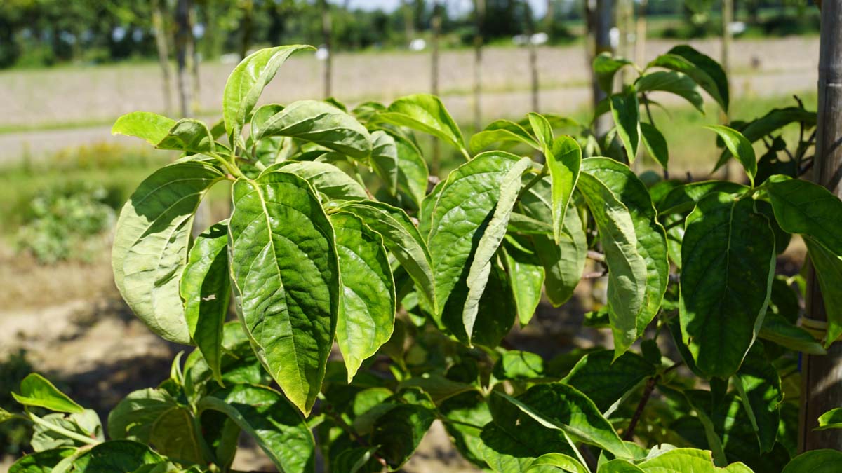 Hartriegel ´Eddie´s White Wonder´