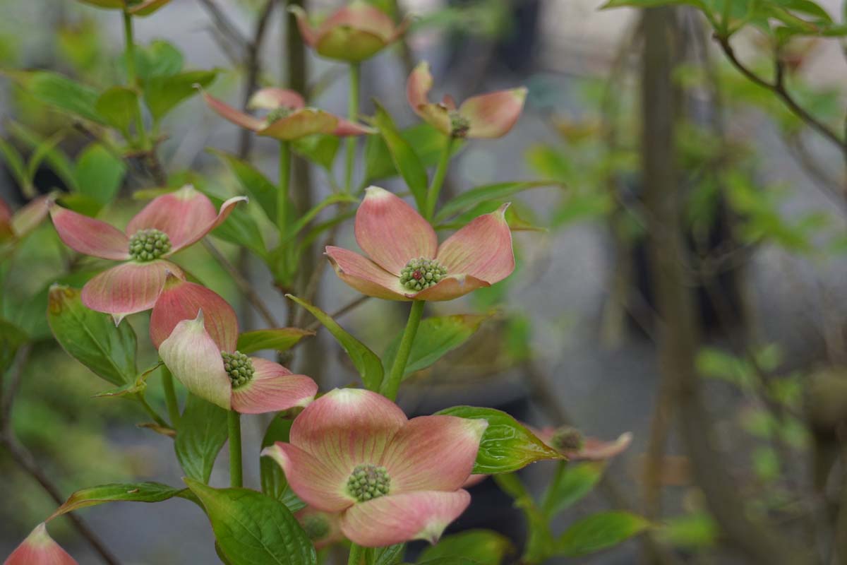 Hartriegel (STELLAR PINK)