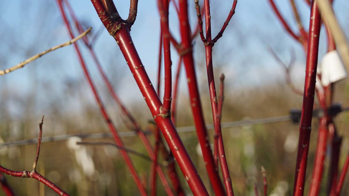 Bild Tatarischer Hartriegel ´Aurea´, Weisser Hartriegel  - Cornus alba 'Aurea'