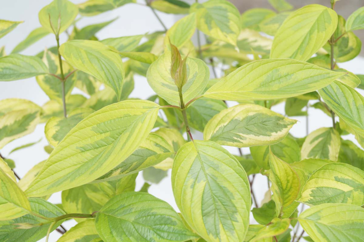 Bild Gelbbunter Hartriegel ´Spaethii´, Tatarischer Hartriegel  - Cornus alba 'Spaethii'