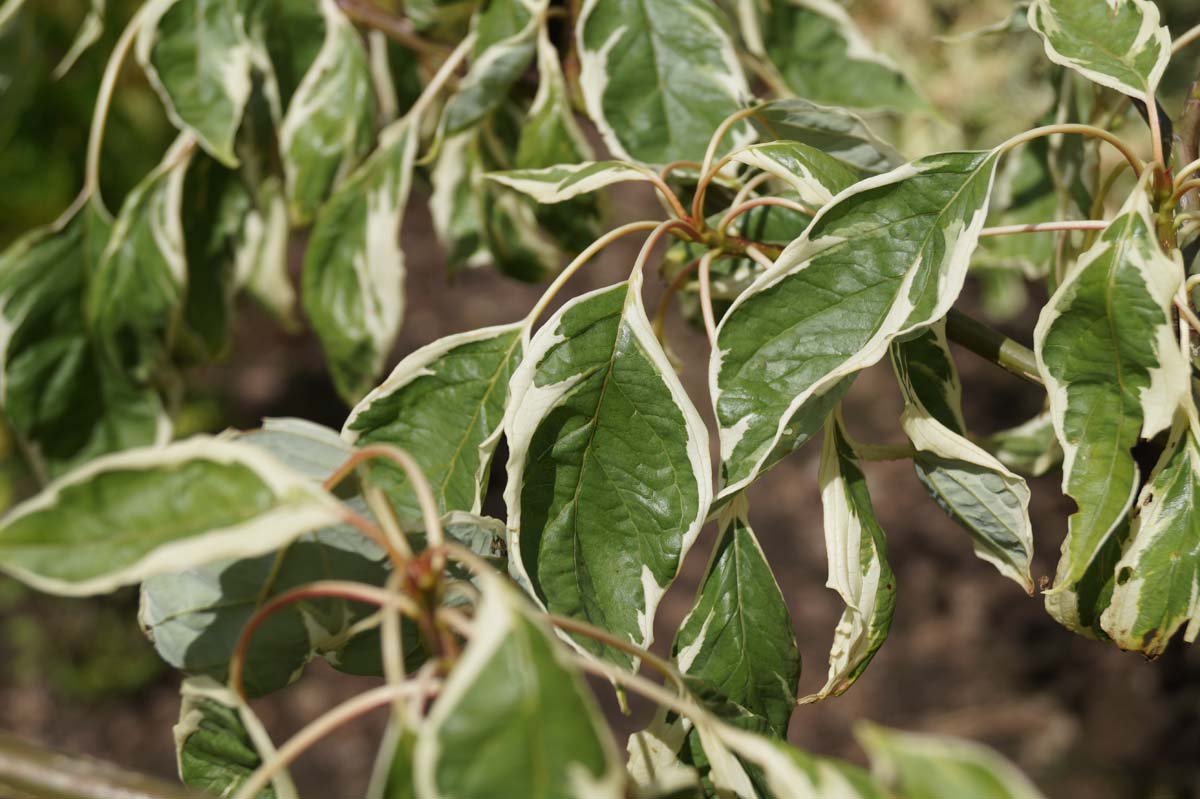 Weissbunter Pagoden-Hartriegel 'Variegata', Etagenhartriegel, Riesen-Hartriege