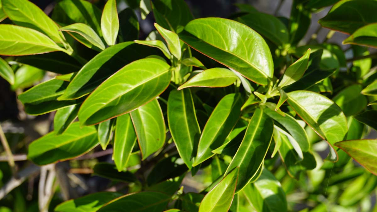 Bild Hartriegel (EMPRESS OF CHINA)  - Cornus elliptica 'Elsbry'