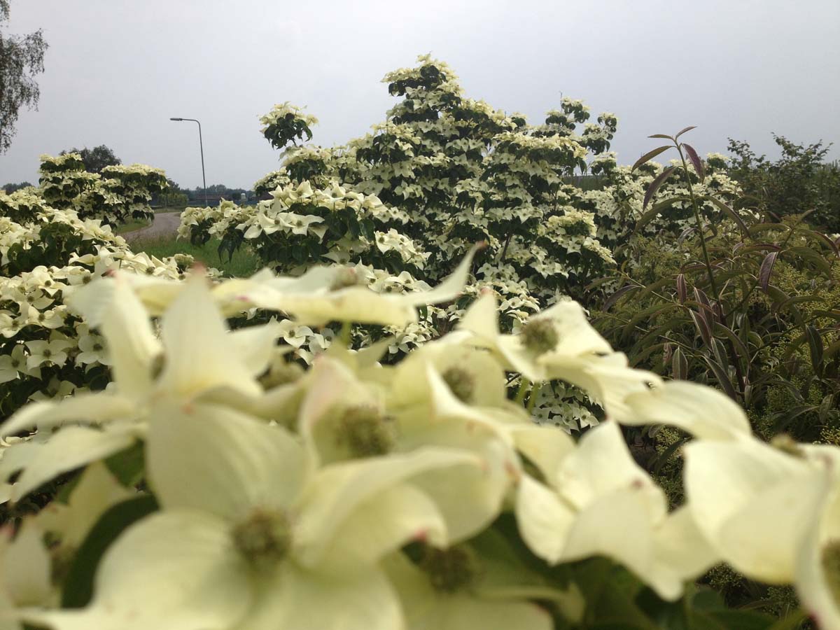 Asiatische Blüten-Hartriegel 'National', Japanischer Blumen-Hartriegel