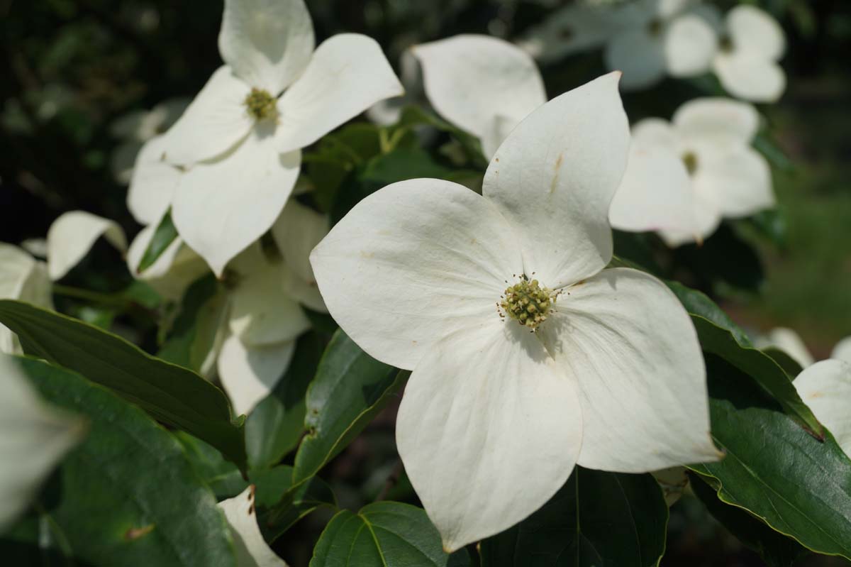Asiatische Blüten-Hartriegel 'Teutonia', Japanischer Blumen-Hartriegel