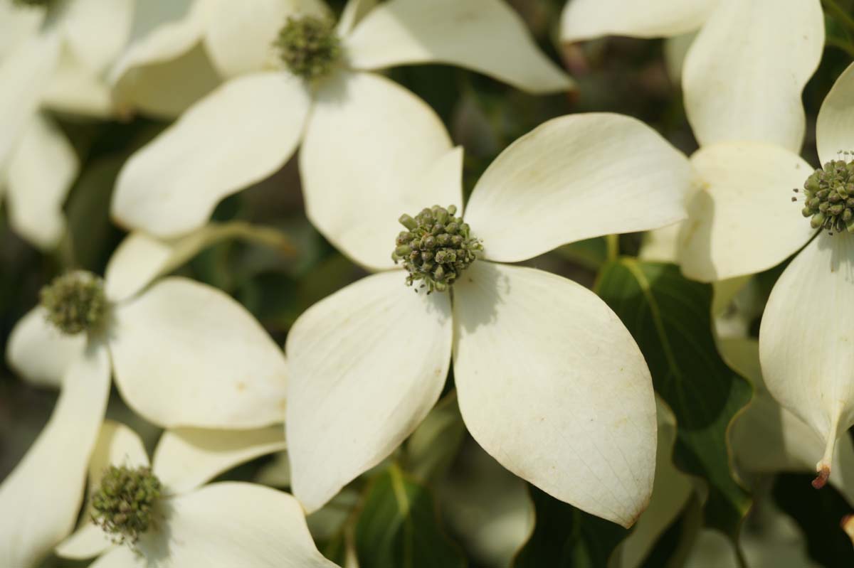 Asiatische Blüten-Hartriegel 'Weisse Fontaine', Japanischer Blumen-Hartriegel